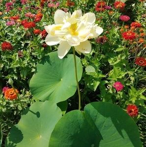 Meet your Posher, Maika